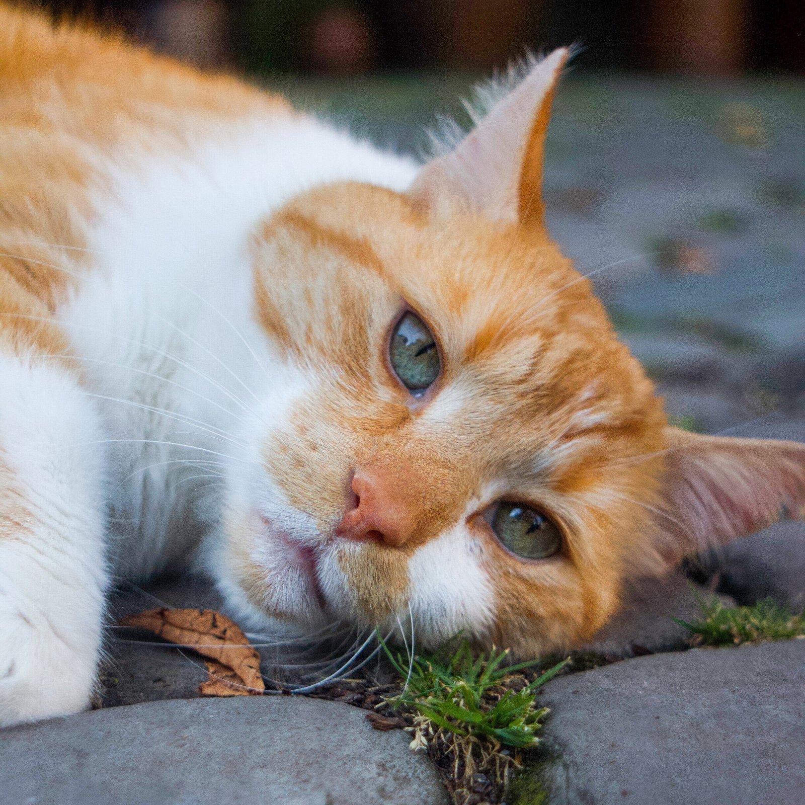 MG 2139 2 scaled uai